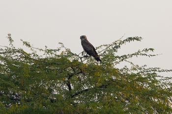 Asiatic Lion Lodge Asiatic Lion Lodge: Short-toed Snake Eagle