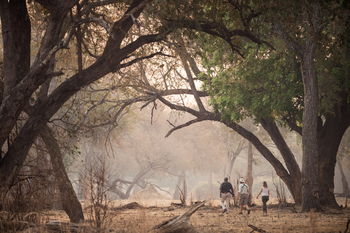 Chikwenya Camp Chikwenya Camp: Walking safari