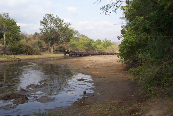 Chitake Mobile Camp Chitake Mobile Camp: Büffel an den Chitake Springs