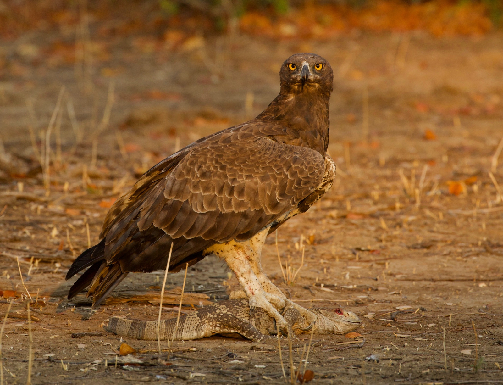 Chitake Mobile Camp Chitake Mobile Camp: Schlangenadler mit Nilwaran