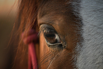 Chundukwa River Lodge: Auge
