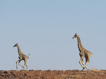 Desert Rhino Camp Desert Rhino Camp: Giraffen