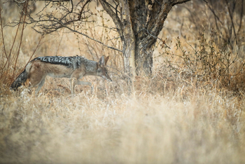 Dinaka Lodge: Schabrackenschakal