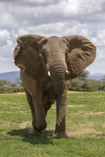 Elewana Loisaba Tented Camp: Elefantenbulle