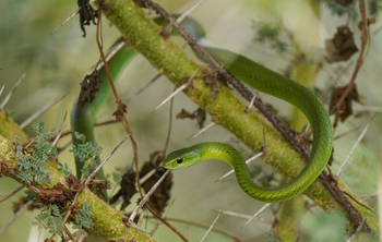 Elewana Tortilis Camp: Grüne Baumnatter