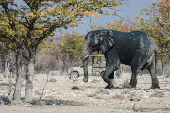 Etosha Heights Game Reserve: Tiere und Landschaft