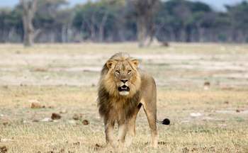 Imvelo Safaris Imvelo Safaris: Löwe frontal