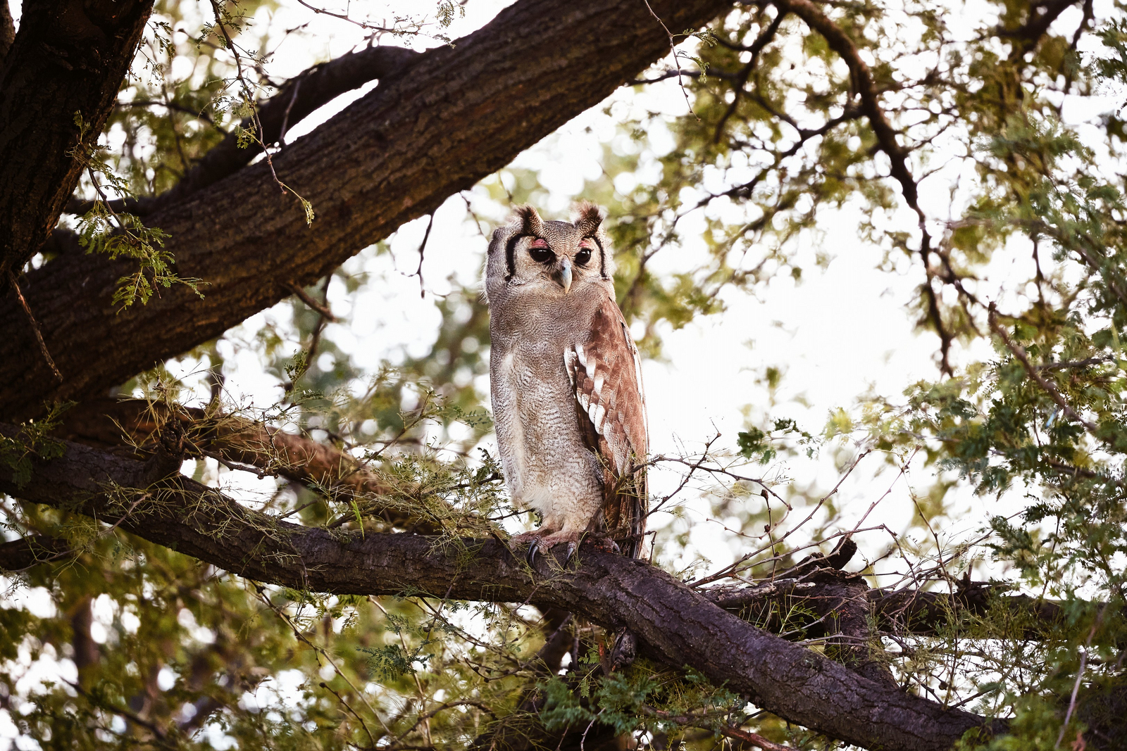 Laba Migration Camp Laba Migration Camp: Eule auf einem Ast