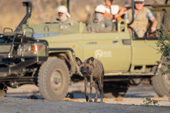 Lagoon Camp Lagoon Camp: Wildhund neben dem Geländefahrzeug