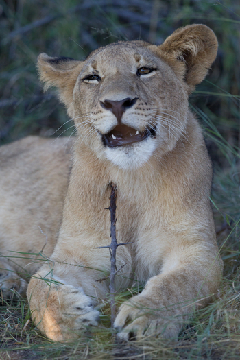 Little Vumbura Camp: Löwe mit untauglichem Spielzeug