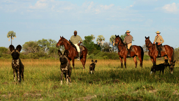Macatoo Camp: Wildhunde