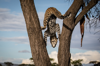 Mahali Mzuri: Kletterkünstler