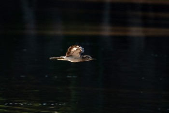 Mana River Camp Mana River Camp: Triel im Flug