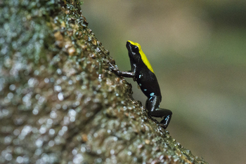 Masoala Forest Lodge: Mantella