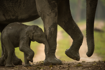 Musa Jungle Retreat Musa Jungle Retreat: Elefantenbaby