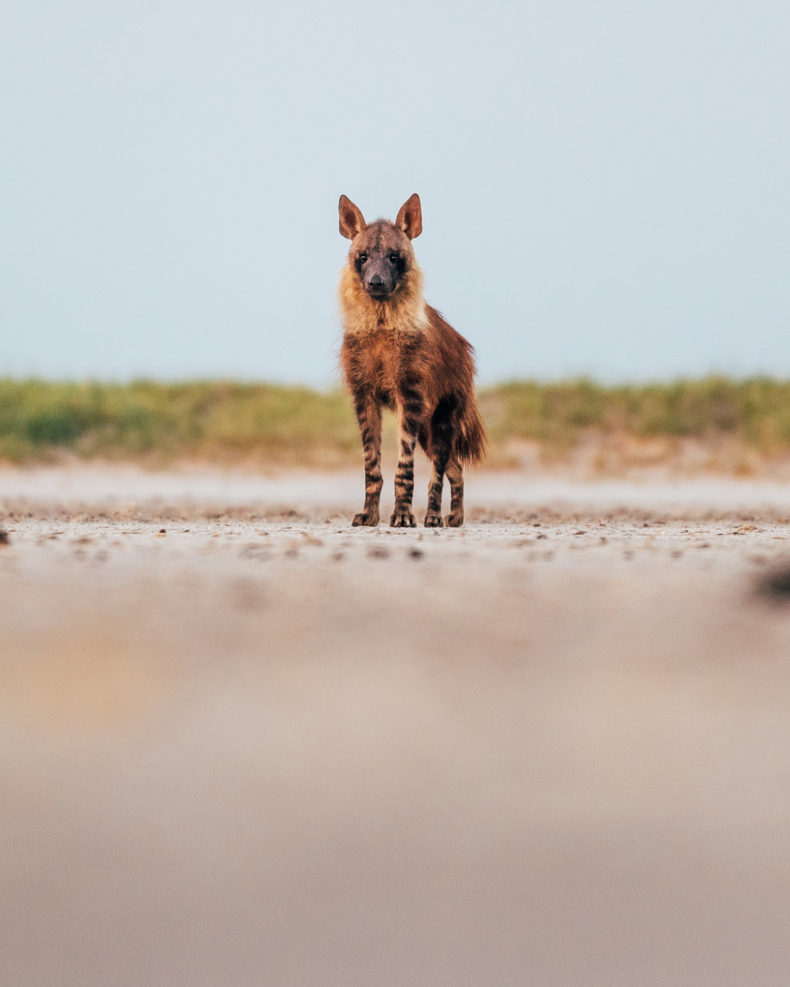 Natural Selection Safaris Natural Selection Safaris: Begegnung mit brauner Hyäne