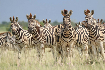 Camp Kalahari Camp Kalahari: Große Wanderung der Zebras