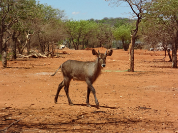 Okutala Lodge: Junger Wasserbock