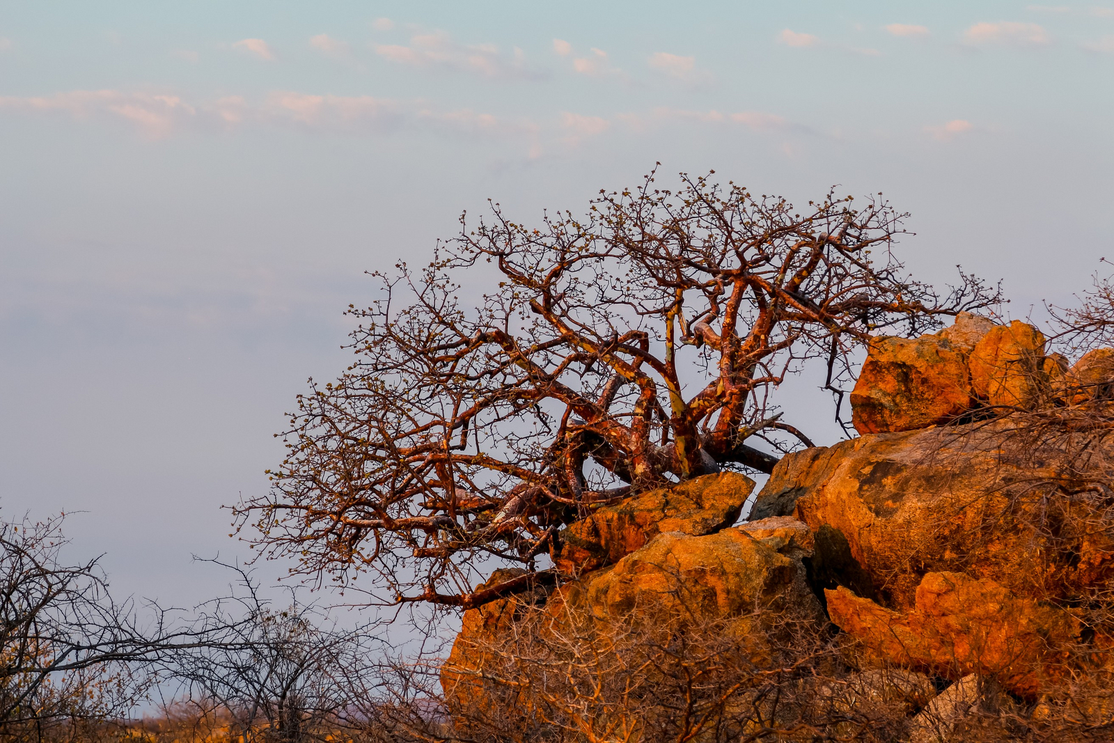 Ondudu Safari Lodge Ondudu Safari Lodge
