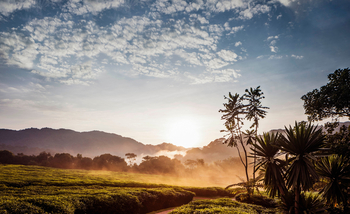 One and Only Nyungwe House: Blick auf den Jungel