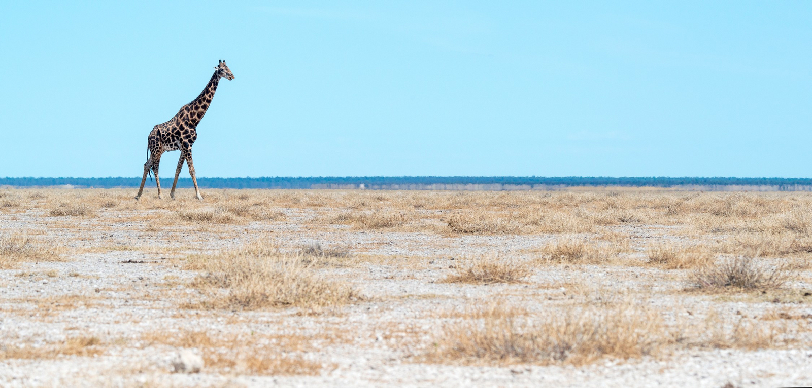 Onguma Reserve Onguma Reserve: Giraffe