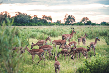 Pom Pom Camp: Impalaherde
