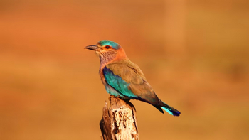 Reni Pani Jungle Lodge: Indian Roller
