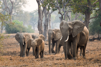 Robin Pope Safaris Robin Pope Safaris: Elefantenherde