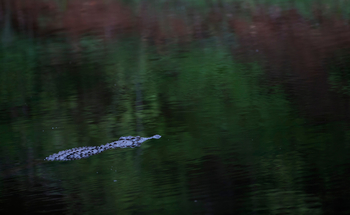 Royal Zambezi Lodge: Krokodil