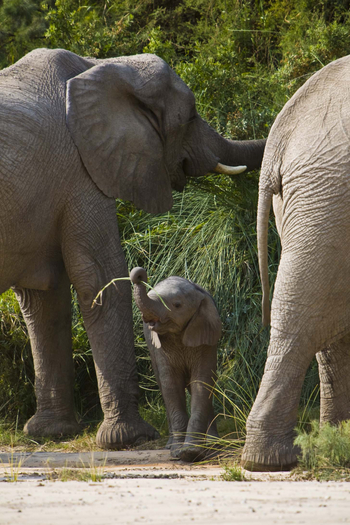 Sanctuary Okahirongo Elephant Lodge: Elefantenbaby