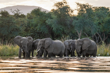 Sausage Tree Camp: Elefantenfamilie