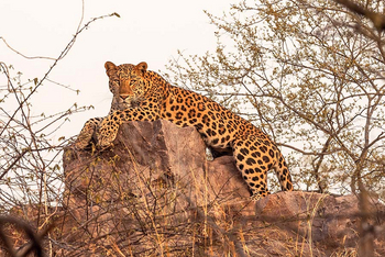Sawai Vilas: Leopard auf Felsen