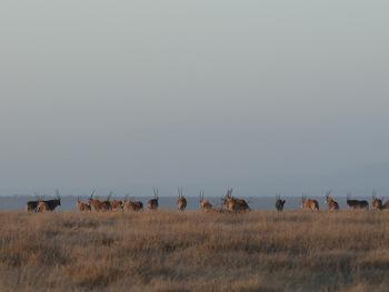 Segera Retreat: Büschelohr-Oryx
