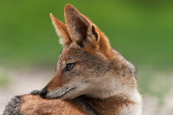 Selinda Explorers Camp Selinda Explorers Camp: Schakal