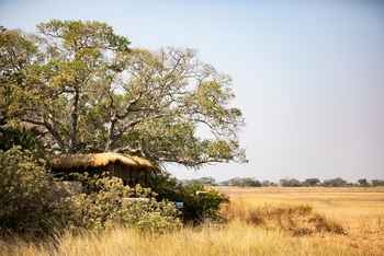 Shumba Camp Shumba Camp: Lage unter Feigenbäumen