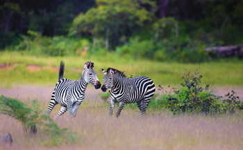 Sungani Lodge Sungani Lodge: Zebras