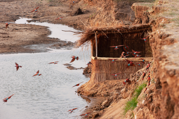 Tafika Camp: Bee-Eater Hide