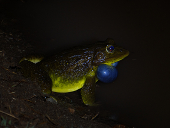 Tathastu Resort Pench: Indian Bullfrog