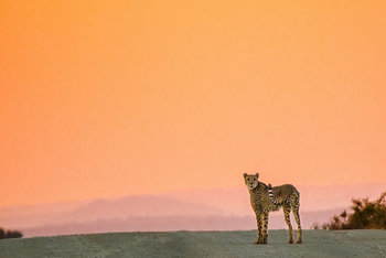 Kwandwe Private Game Reserve: Gepard vor Abendhimmel