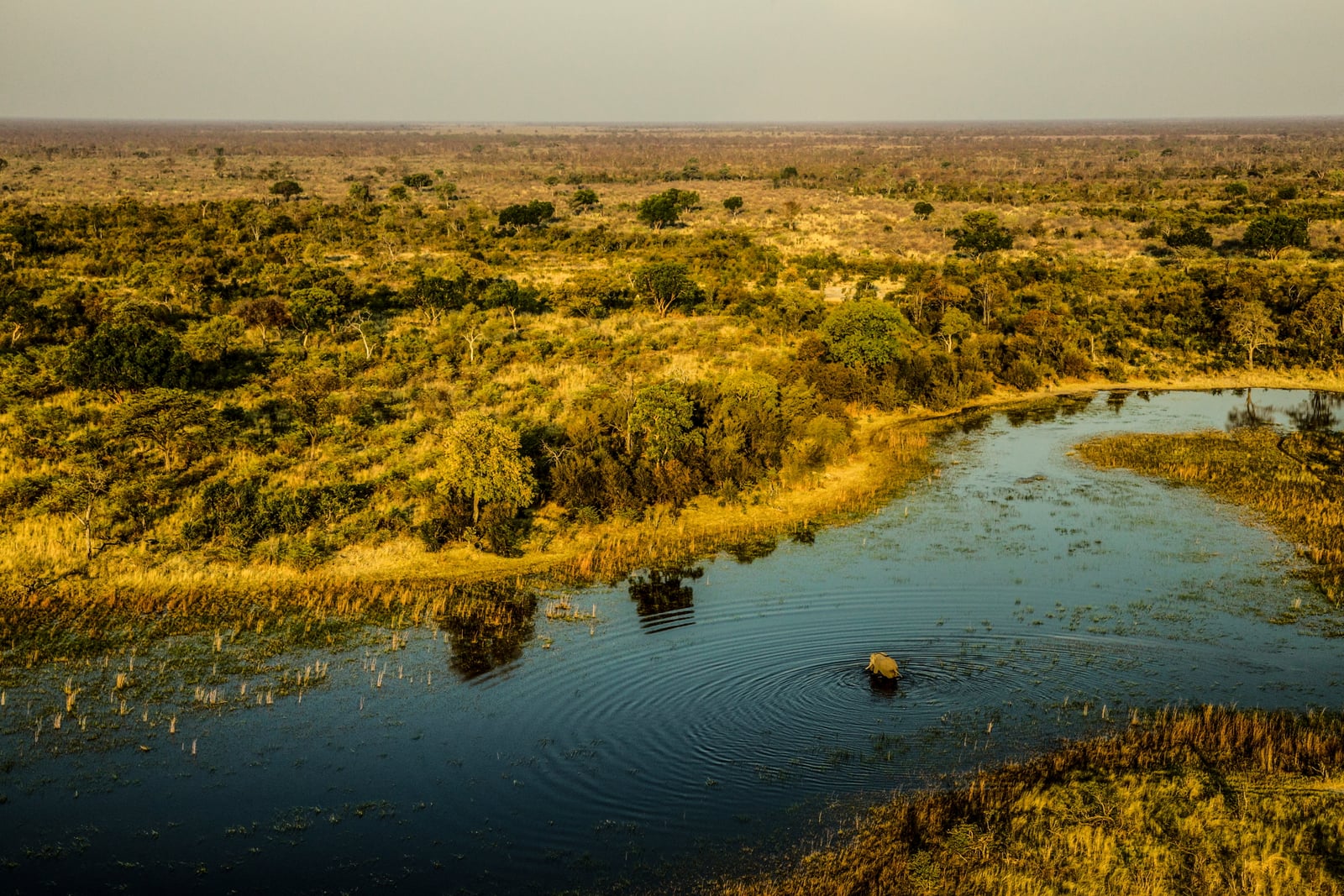 Zarafa Camp Zarafa Camp: Elefant in der Lagune