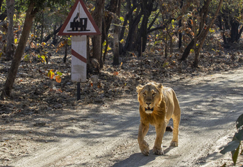 Asiatic Lion Lodge Asiatic Lion Lodge: Löwe unterwegs