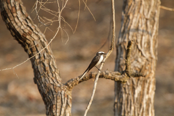 Asiatic Lion Lodge Asiatic Lion Lodge: White-browed Fantail