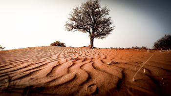 Bagatelle Kalahari Game Ranch: Sand und Baum