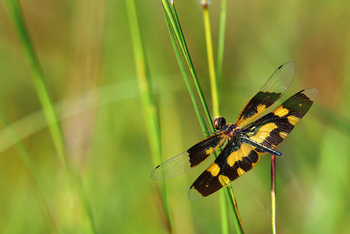Bamboo Forest Safari Lodge: Rhyothemis Variegata