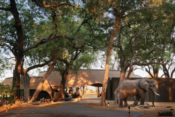 Belmond Eagle Island Lodge: Elefant am Eingang