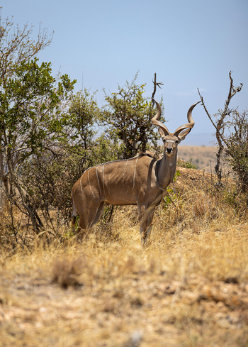 Borana Lodge Borana Lodge: Antilope frontal