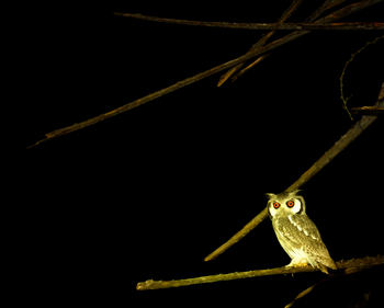 Classic Zambia Safaris Classic Zambia Safaris: Weißgesicht-Ohreule