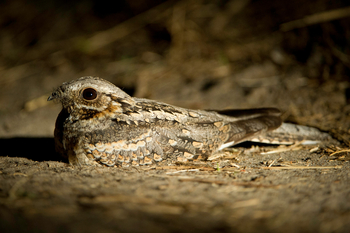 Davison's Camp: Nachtschwalbe seitlich