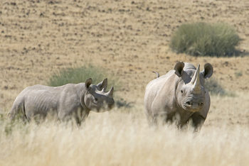 Desert Rhino Camp Desert Rhino Camp: Black Rhino