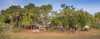 Duba Explorers Camp: Lage unter Bäumen